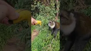 Thumbnail: Monkey see monkey do