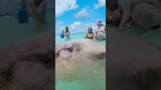 Thumbnail: Swimming with Pigs in Nassau, Bahamas #swimmingwithpigs #nassaubahamas #nassau