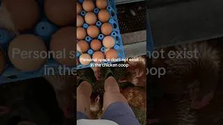 Thumbnail: Personal space does not exist in the chicken coop