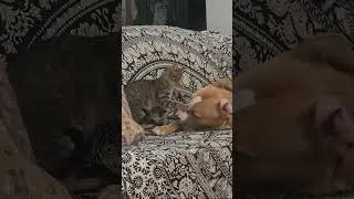 Thumbnail: Phoenix AZ Stray dog and stray kitten need home(s) or fostering