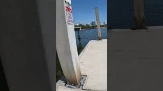 Thumbnail: Checking out the  #Tampa #Riverwalk #florida #travel 🔥