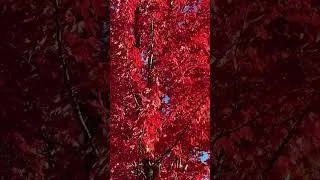 Thumbnail: Fall | Red Maple Leaf Trees in October #shorts