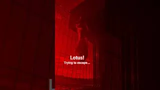 Thumbnail: Lotus, the kitty, trying to escape from home! #viral #viralvideo #talent #fyp