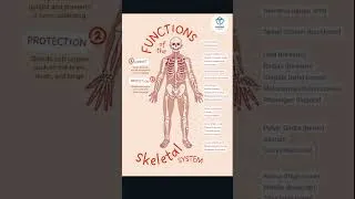 Thumbnail: FUNCTION OF BONES #nursing #biology #skeletalsystem #neet #science #anatomy #bsc
