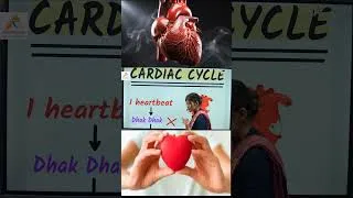 Thumbnail: cardiac cycle  #nursingofficer #anatomy #nursing #education #neet #medicaleducation