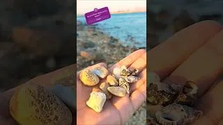 Thumbnail: Beach 🏖️ #shorts #viralshorts #viralvideo #foryou #beach #foodie