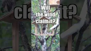 Thumbnail: Braving the cold dusk wind #Shorts