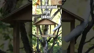 Thumbnail: A quiet gamble for survival #Shorts