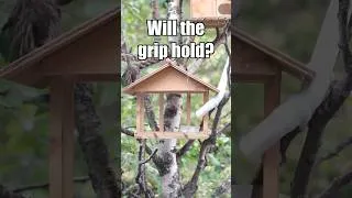 Thumbnail: A bold grasp for survival #Shorts