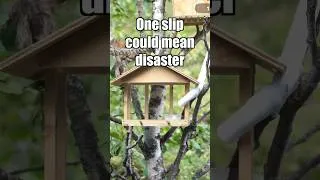 Thumbnail: Swaying on the brink of survival #Shorts