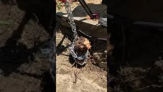 Thumbnail: Rose bush removal using a farm jack