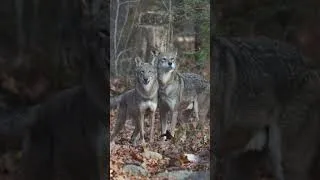 Thumbnail: Every day is International Wolf Day