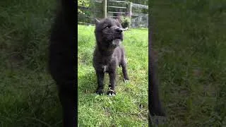 Thumbnail: Tiny Wolf Pup's Great Big Howl