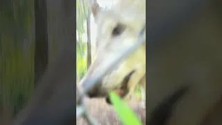 Thumbnail: Curious Mexican Gray Wolves Boop Camera