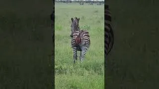 Thumbnail: A zebra survives a lion attack and has scars to prove it.