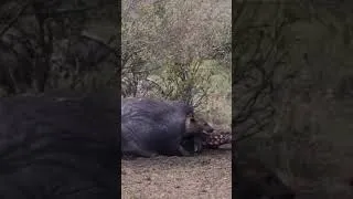 Thumbnail: Living his best life. A sneaky hyena crawl out of a dead hippo carcass