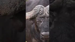 Thumbnail: A face only oxpecker could love 🦜