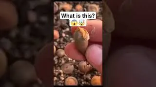 Thumbnail: U KNOW WHAT IS IT? #amazing #shortsvideo