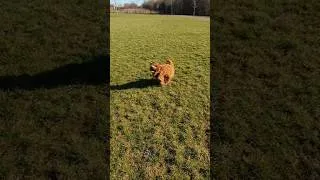 Thumbnail: Ball & Puppy = Happiness 🐶 #cavapoo #puppy #puppyshorts #dailywalk #dogreaction #cutepets #cuteness