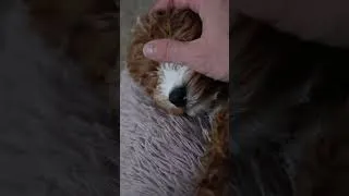 Thumbnail: Calming My Cavapoo Puppy