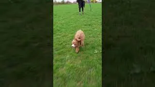 Thumbnail: Adorable Cavapoo Puppy Runs Playfully