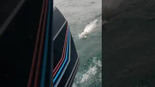 Thumbnail: Love a diver bite 🔥 #fishing #salmon #shorts