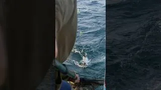 Thumbnail: Fishhh!!! #fishing #fish #shorts
