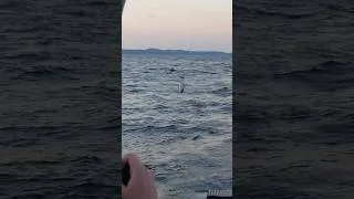 Thumbnail: This fish tried to fly! #fishing #Salmon #Shorts