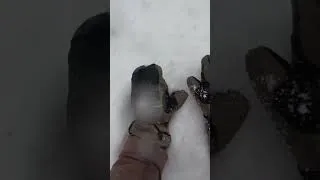 Thumbnail: Skiers am I right? 🙄 #snowboarding #skiing #winter #missionridge #fail #funny