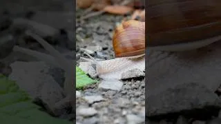 Thumbnail: Relaxing Music "Slow and Steady" (Preview)