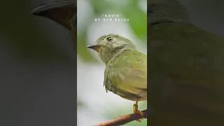Thumbnail: Relaxing Music & Little Birds (Preview)