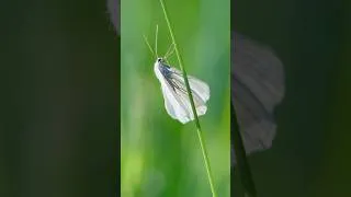 Thumbnail: Peaceful Butterflies Give Hope