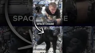 Thumbnail: Astronaut chased by gorilla in space