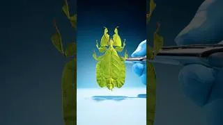 Thumbnail: This Insect Is Born Pregnant