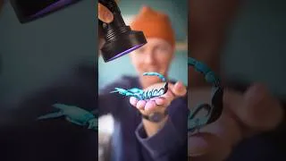 Thumbnail: Uncovering Fluorescent Animals At Night