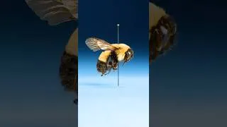Thumbnail: This Insect Is An Imposter