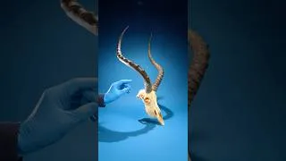 Thumbnail: This Animal Is An Imposter