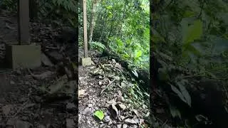 Thumbnail: Camino a las Lluvias Eternas en Pozuzo, en  la provincia de Oxapampa, Departamento de Pasco - Perú