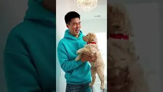 Thumbnail: Dog came to live