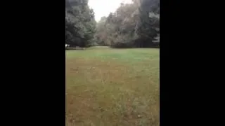 Thumbnail: Siting and Watching After His Ball is Thrown! Western PA Dog Trainer
