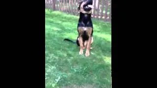 Thumbnail: Puppy Pushups. German Shepherd Mix; Dog Trainer Pittsburgh