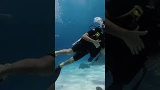Thumbnail: Details? 👉 watch the full video. #scubadiving #phuket