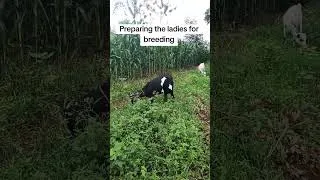 Thumbnail: Goat farming, flush feeding #ofwenofarms