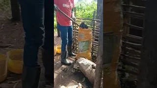 Thumbnail: Goat manure 💰💰