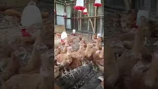 Thumbnail: Can You Believe These 2-Month-Old Improved Kienyeji Chickens? 👀 Guess the Breed! #chickenfarming