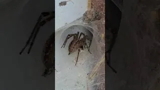 Thumbnail: WOW! What is this Spider? 🕷️ #shorts