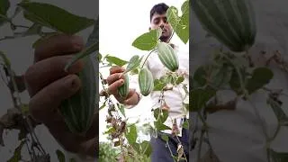 Thumbnail: Potol Mach Jhol | Simple & Tasty Bengali Fish Curry Recipe #recipe #shorts