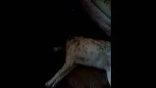 Thumbnail: pupper pat#Shorts