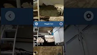 Thumbnail: Waggle Pet Camera Review #pets #waggle #dog