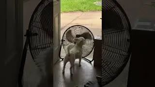 Thumbnail: Sound up! Admit it, you’ve talked into the fan too! It’s the simple things in life!